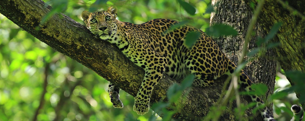 Go wild! 7 wildlife hotspots in Thailand | Responsible Thailand