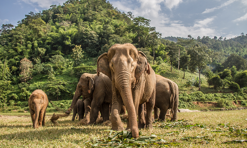 13 ethical elephant sanctuaries in Thailand | Responsible Thailand