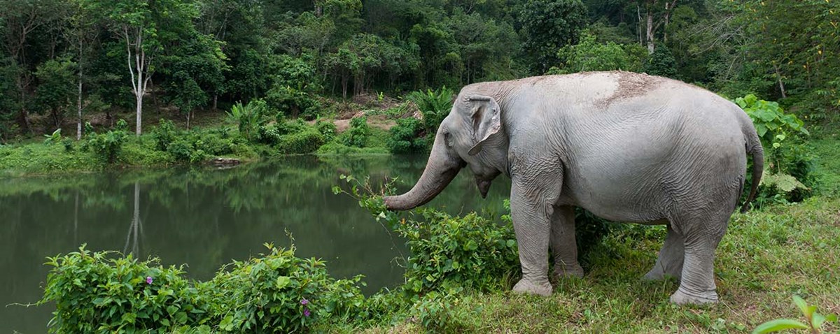 13 ethical elephant sanctuaries in Thailand